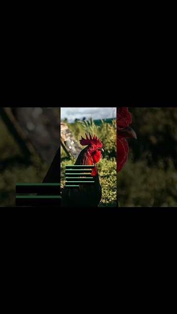 Bittern, Hen, Rooster, Owl, Raven #shorts