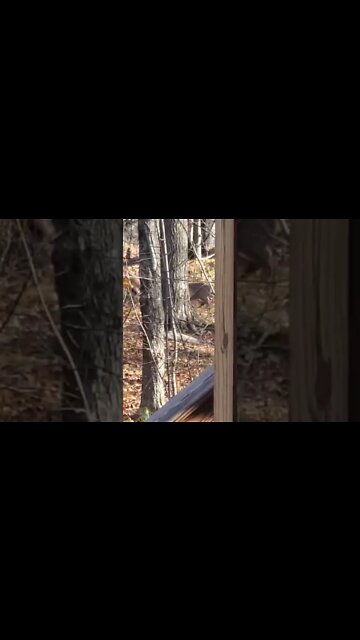 Two bucks clash! #shorts #deer #deerhunting #deerfight