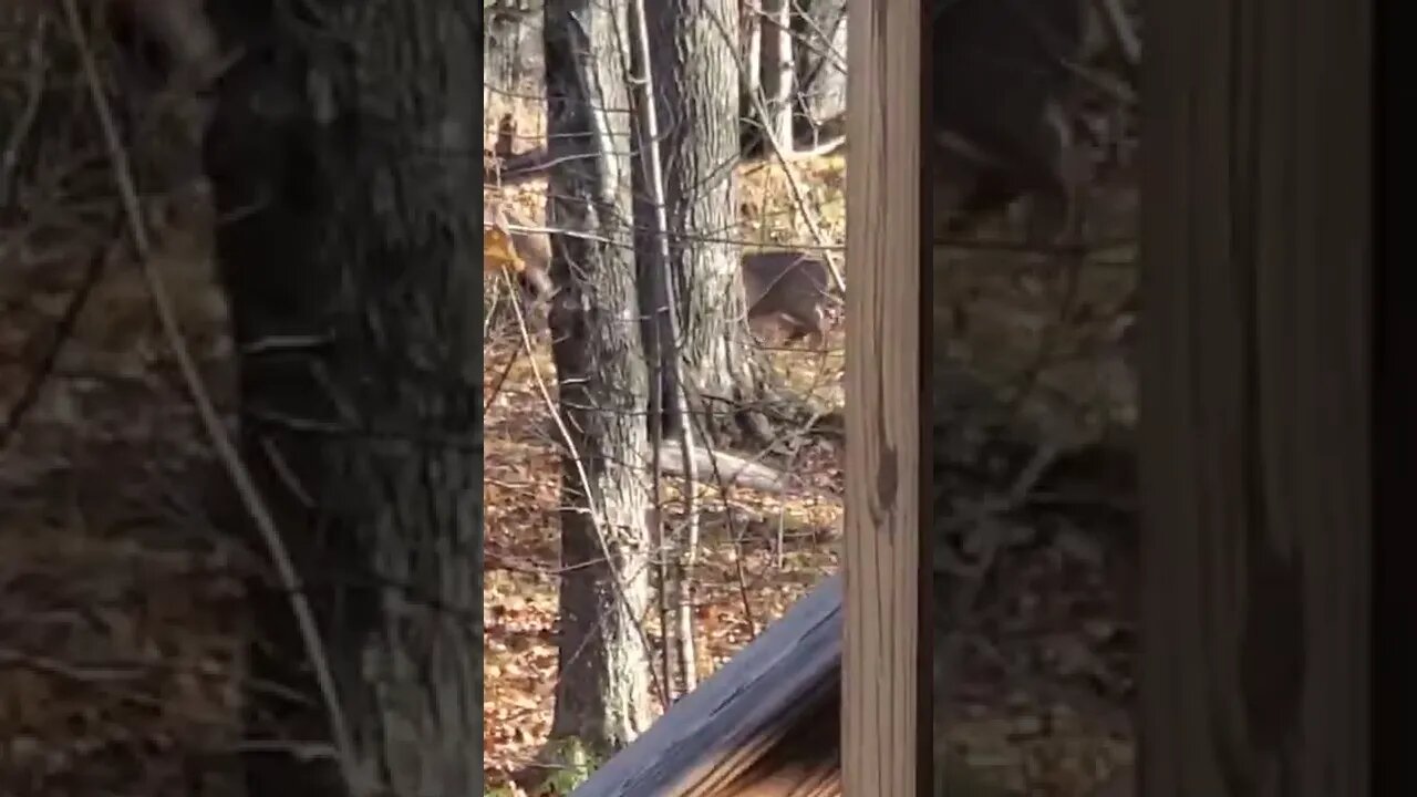 Two bucks clash! #shorts #deer #deerhunting #deerfight