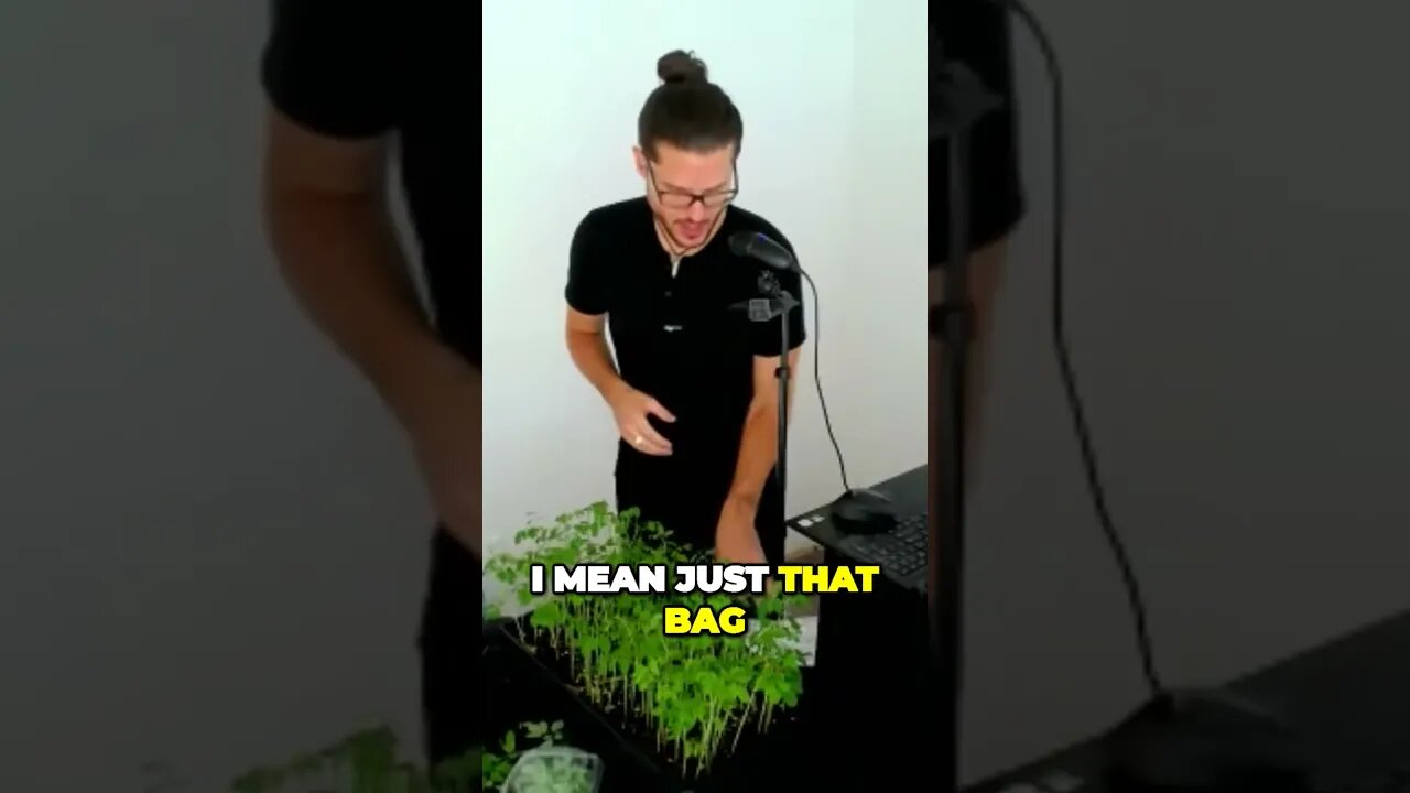 The Ultimate Guide to Growing Drumsticks and Selling Quality Moringa Seeds