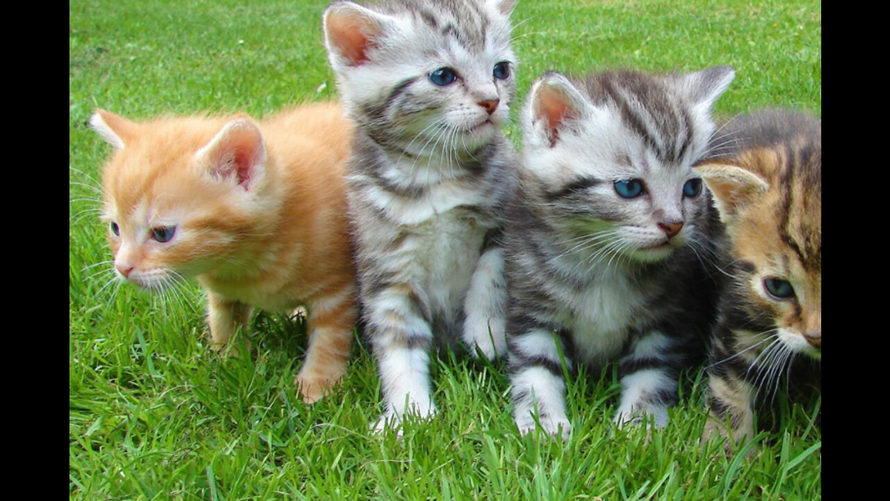 How Cats React When Seeing Stranger 1st Time - Running or Being Friendly 10?