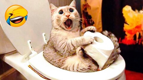 The funniest CAT and DOG shorts ever! 🤣Funny animal videos 2024 #37 🐈