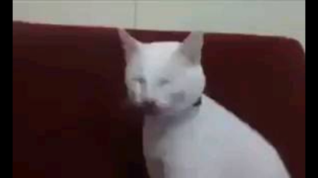 Sneezing cat scares other cats