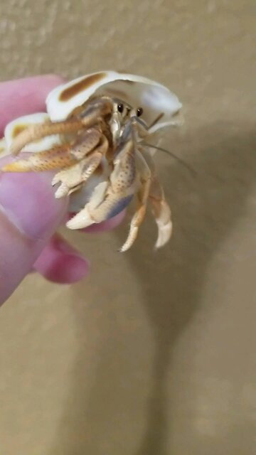 Hermit crab peeks out of shell