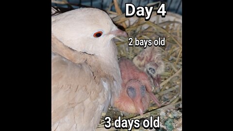 Ringneck Dove babies day 04