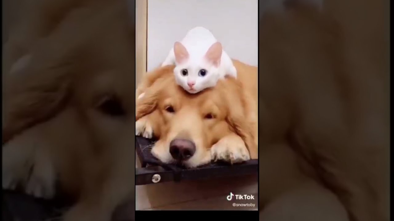 Cute Cat & Dog are Best Friend Forever - Lovely Video on Internet.