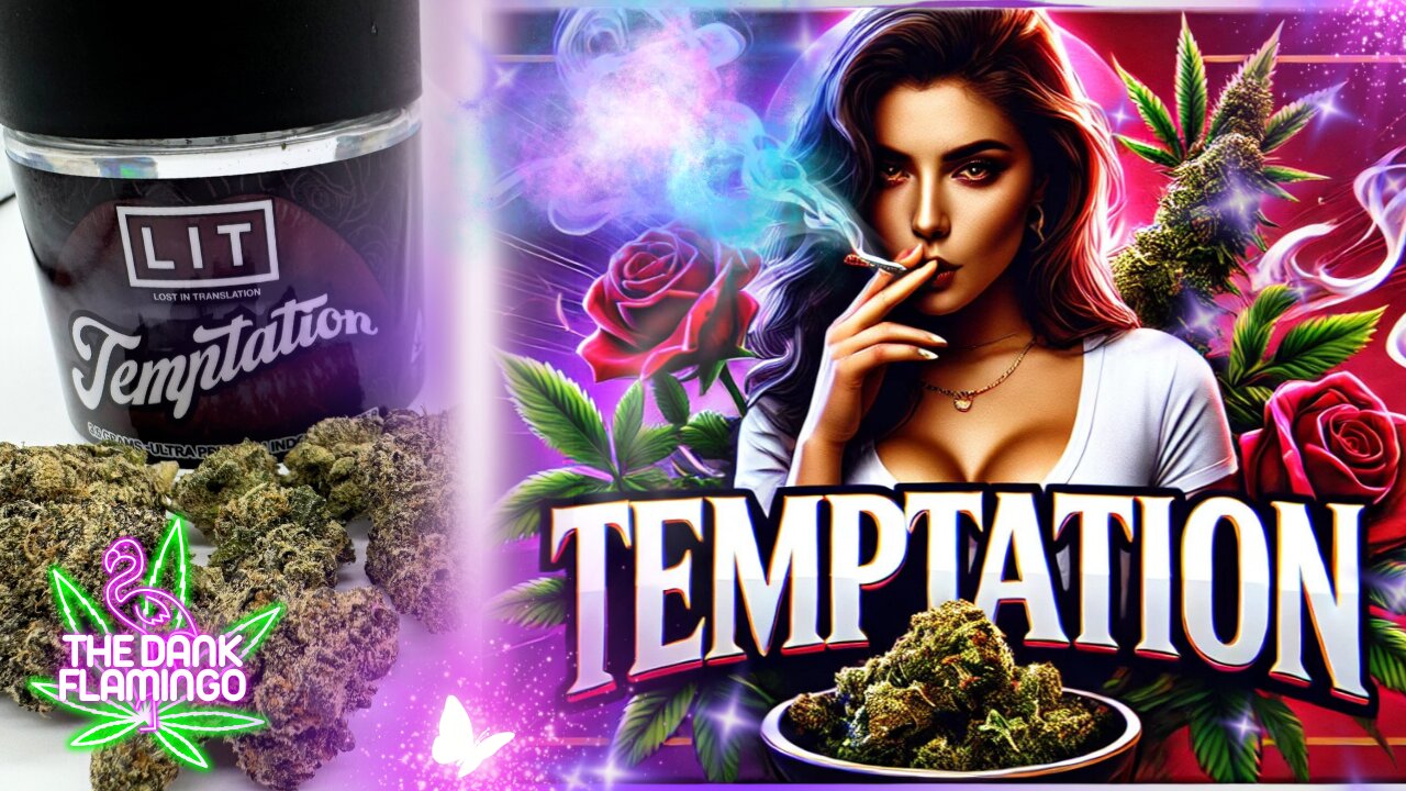 Trying Temptation THCa from Lit Farms! The Dank Flamingo Cannabis Review!!