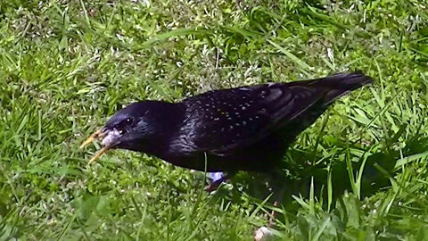 IECV NV #566 - 👀 European Starlings Eating Bread In The Backyard 5-12-2018