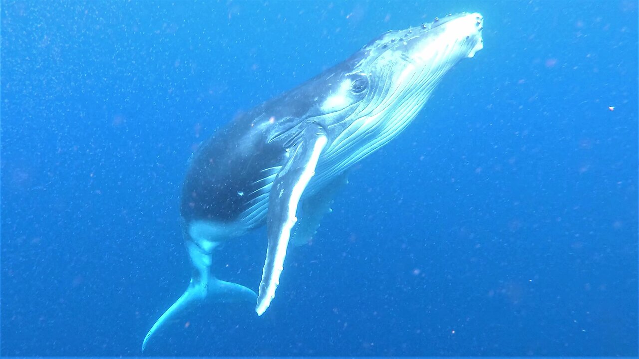 Mother humpback proudly shows off her newborn baby for swimmers