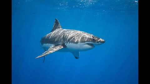 Record Size Caught Sharks