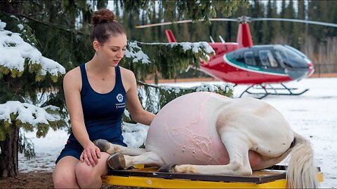 Heroic volunteer rescues exhausted pregnant horse against all odds..