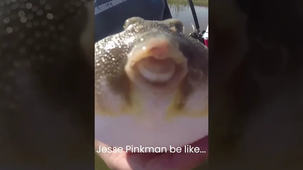 Jesse Pinkman be like... #breakingbad #jessepinkman #funnyanimals #moviequotes