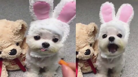 dog that turns into a rabbit