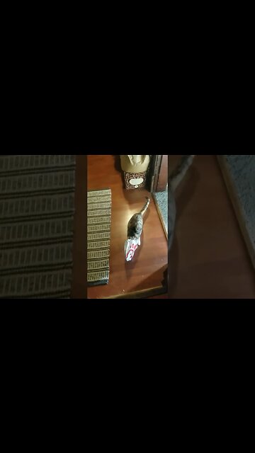 Kitty cat Felicity's chicken craving & dumpster diving 😂😂😂