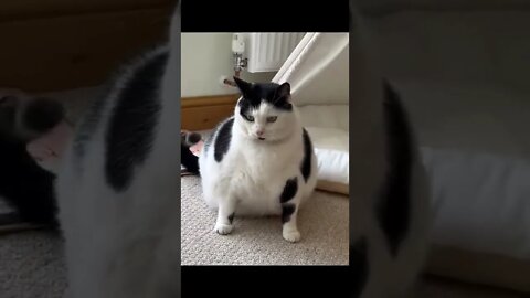 Fat Cat Video