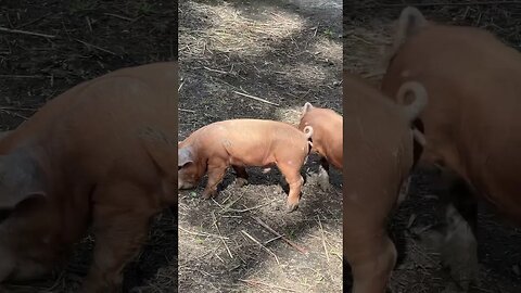 #countryliving #homesteading #pigs #wildernessliving #largeblackpigs #hereford #shipleyswine