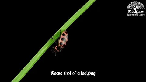 Macro shot of a ladybug