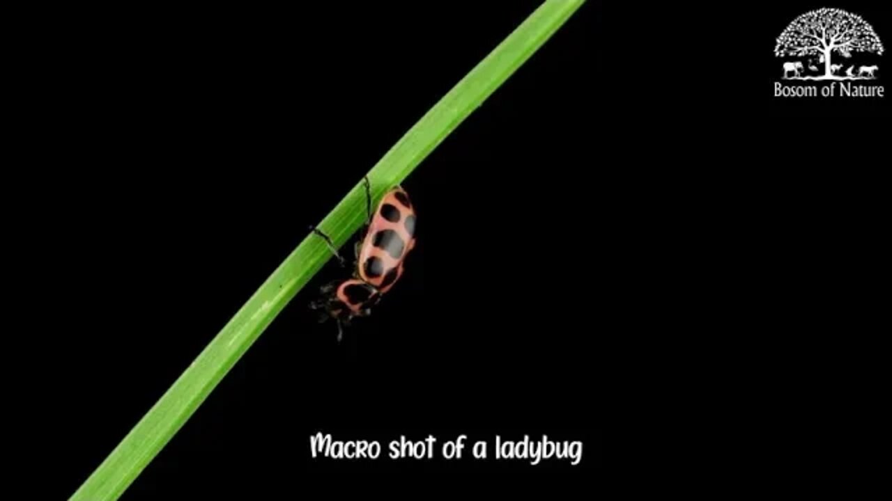 Macro shot of a ladybug