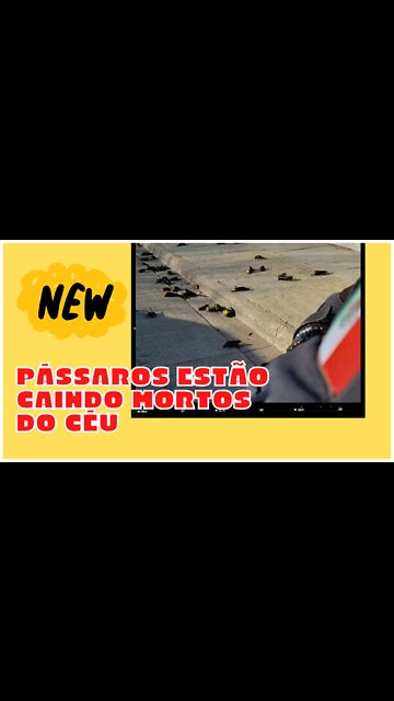 Pássaros Estão Caindo Mortos do Céu