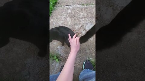 I Petted Black Cat for the 1st Tiem ^_^ w00t w00t