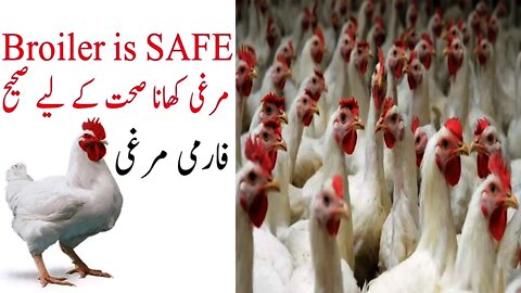 Broiler Chicken is safe to eat || Broiler Hen Complete Details urdu Hindi