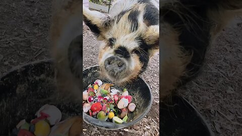 Farm treats! #farmlife #farming #farmanimals #homestead #kunekune #pigs #chickens #fy #fyp #ytshorts