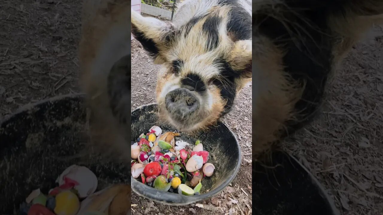 Farm treats! #farmlife #farming #farmanimals #homestead #kunekune #pigs #chickens #fy #fyp #ytshorts