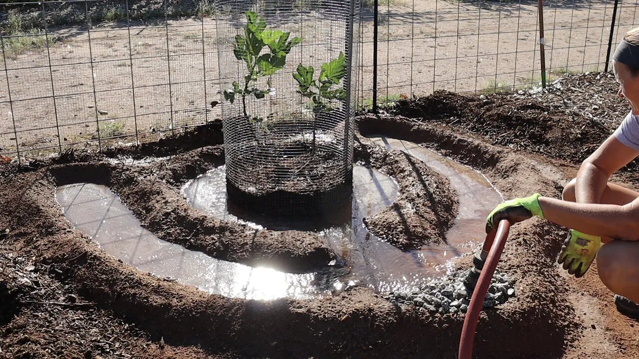 Planting & Irrigating Trees Against a Fence