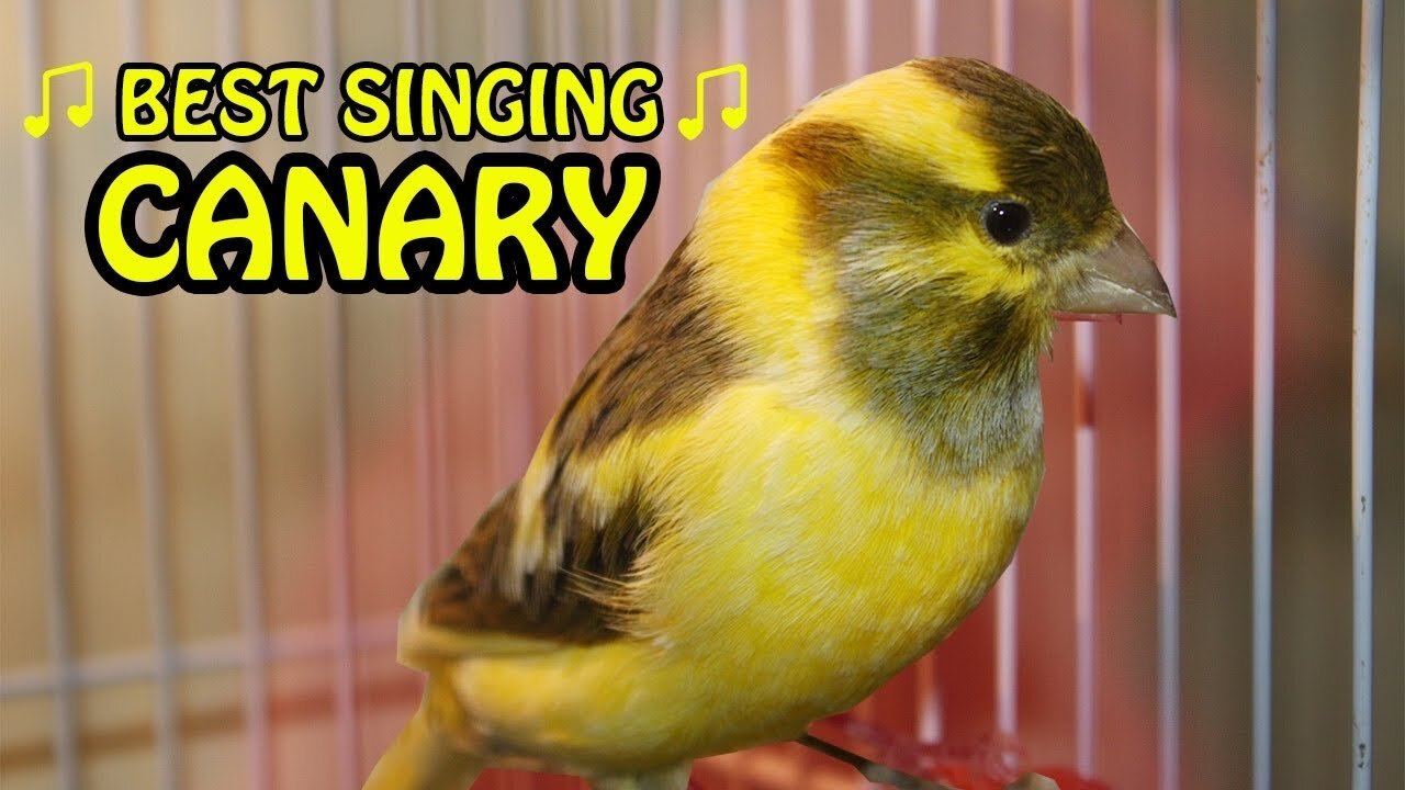 canary bird singing.best singing !