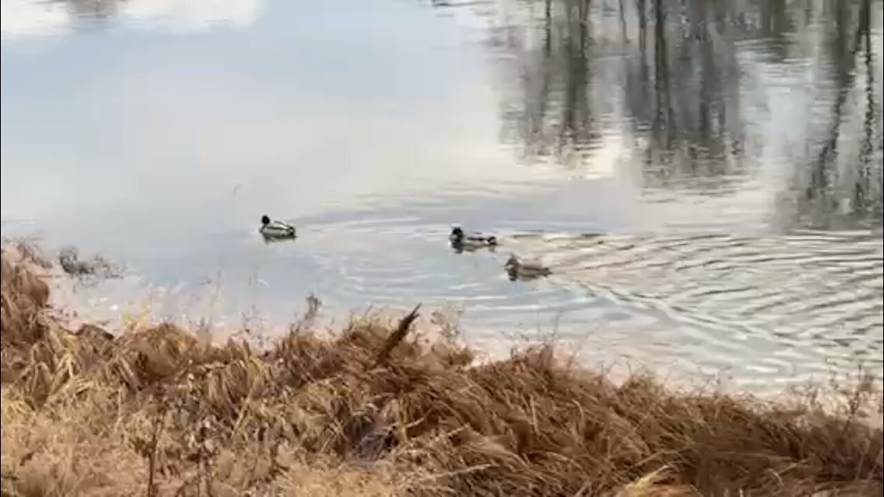 Family Duck’s