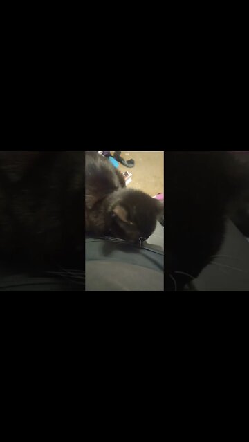 kitty is lonely #shorts #shortsvideo #shortsfeed