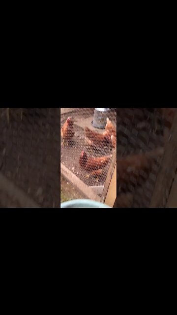 do chickens like tomatoes? #gardening #eggs