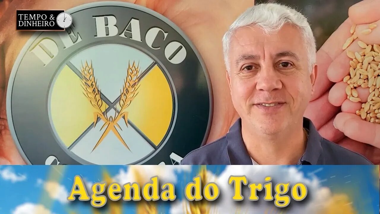 É o momento de ouro, para os compradores mundiais de trigo.