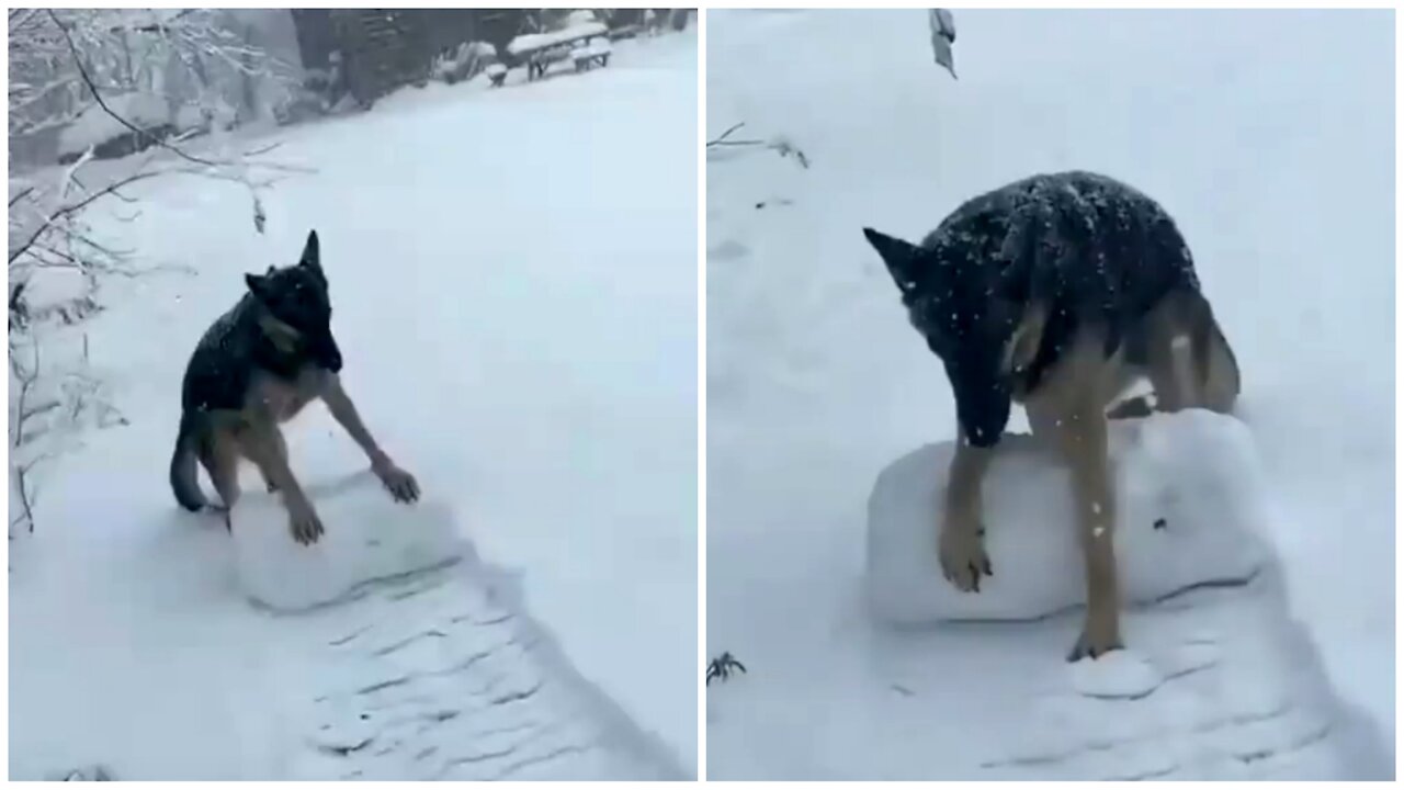 can my dog protect me from ice?