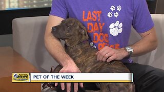 Pet of the Week - Amberle