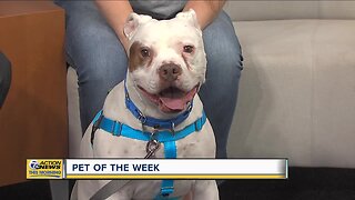 Pet of the Week: Mr. Tonka