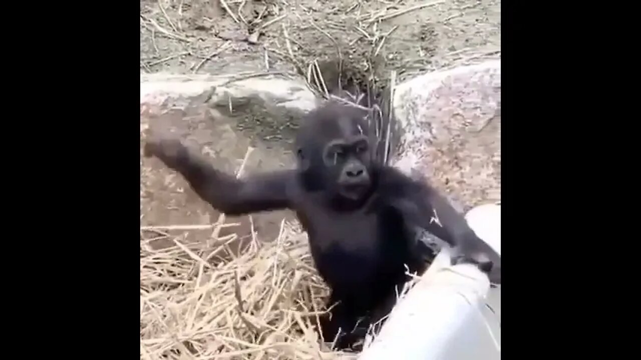 Monkey kid playing him self