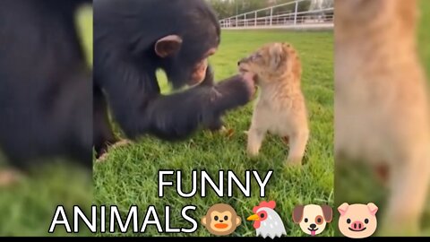 Funny animals - Try not to laugh 😂