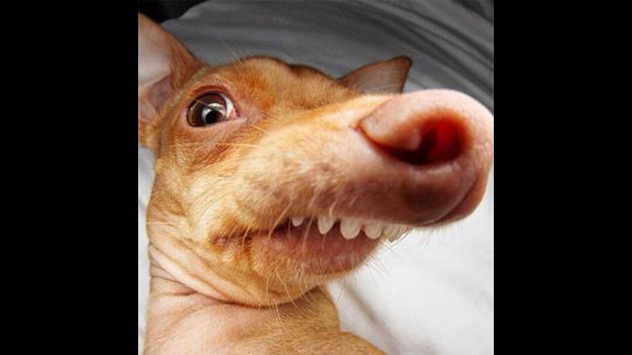 Best funny animal video