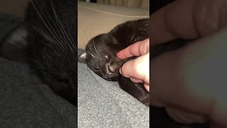 Cat nose touch #cat #cats #catvideos #catlover #kitten #shortsviral #cutecat #puppy #pet #viralshort
