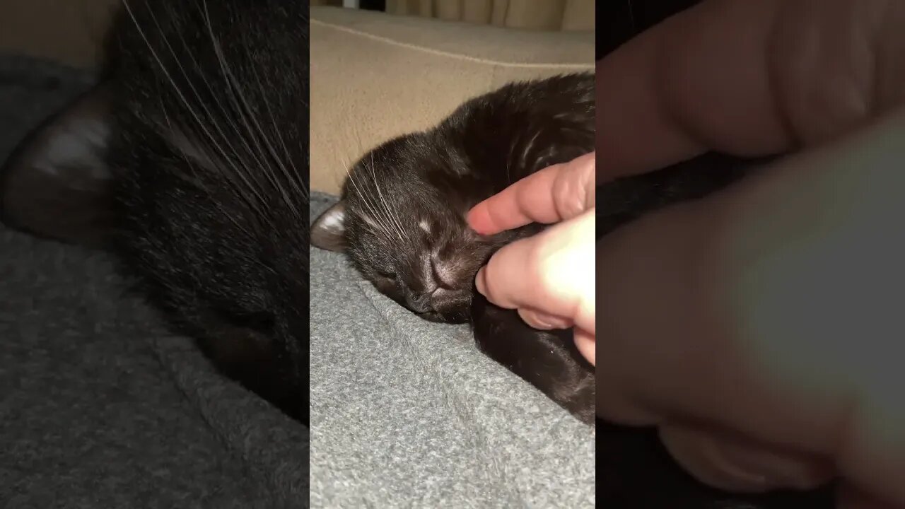 Cat nose touch #cat #cats #catvideos #catlover #kitten #shortsviral #cutecat #puppy #pet #viralshort