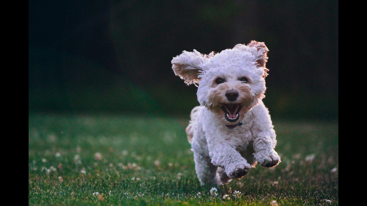 Videos With Dogs Trying be Funny and Cute