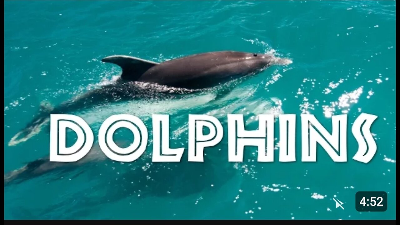 15 Fascinating Facts About Dolphins Animal Globe