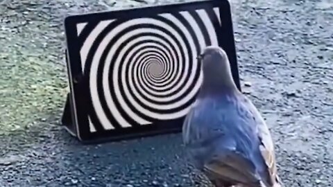 Hypnotized Bird