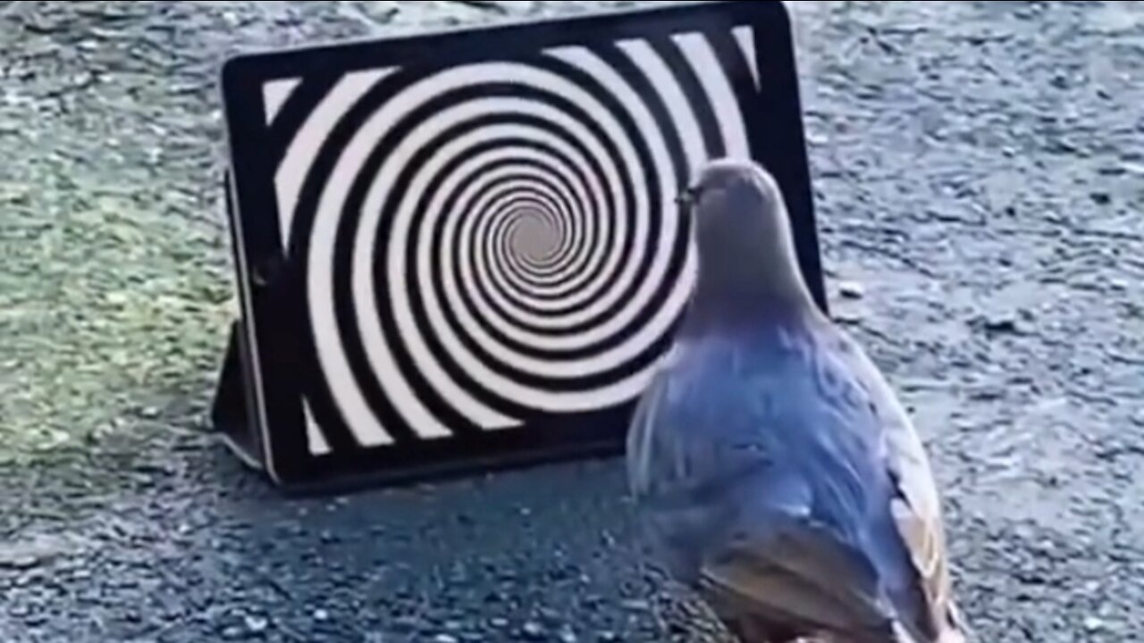 Hypnotized Bird