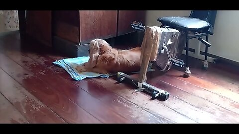 #dogshow , #animals , #dogs (3)