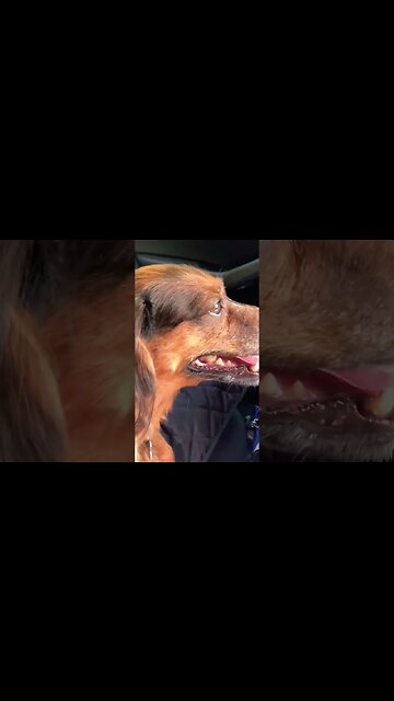 PAW🐾SPAW DAY #savethemall #cleartheshelters