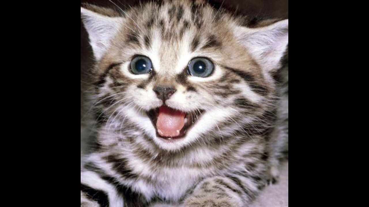 Cute funny animals😹