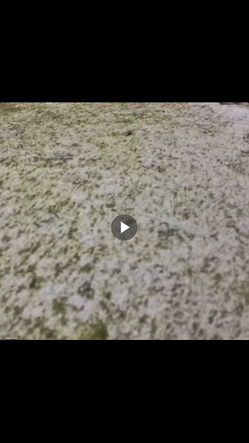 A camera was attached to the cat, and then the sweet images...