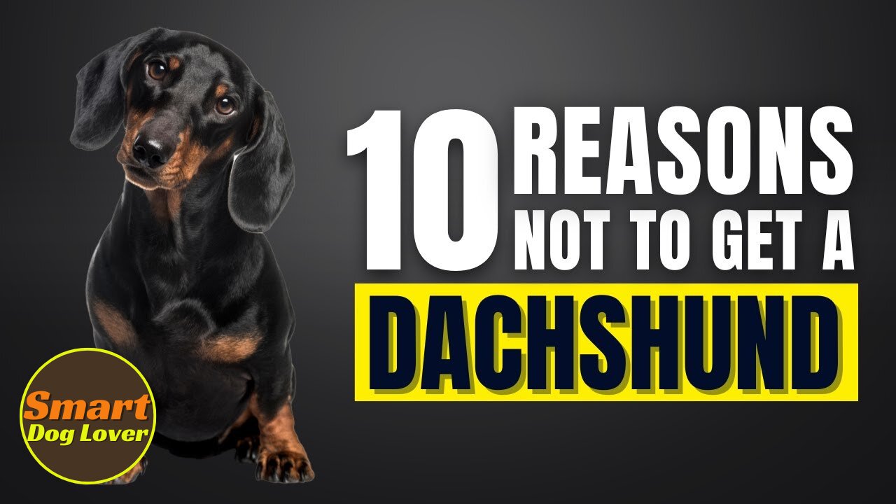 10 Reasons Why You SHOULD NOT Get a Dachshund | Dog Training Program